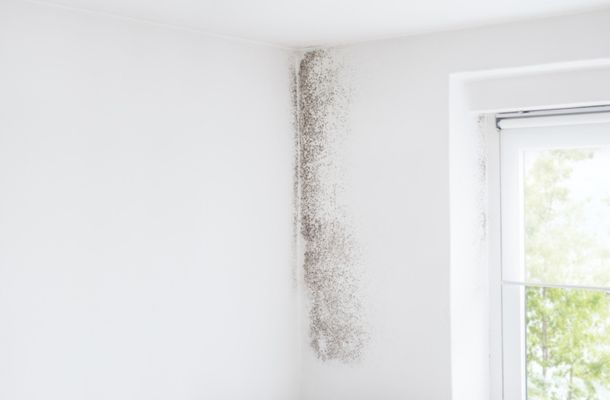 Boston-Massachusetts-Mold-Remediation-Project-1-1